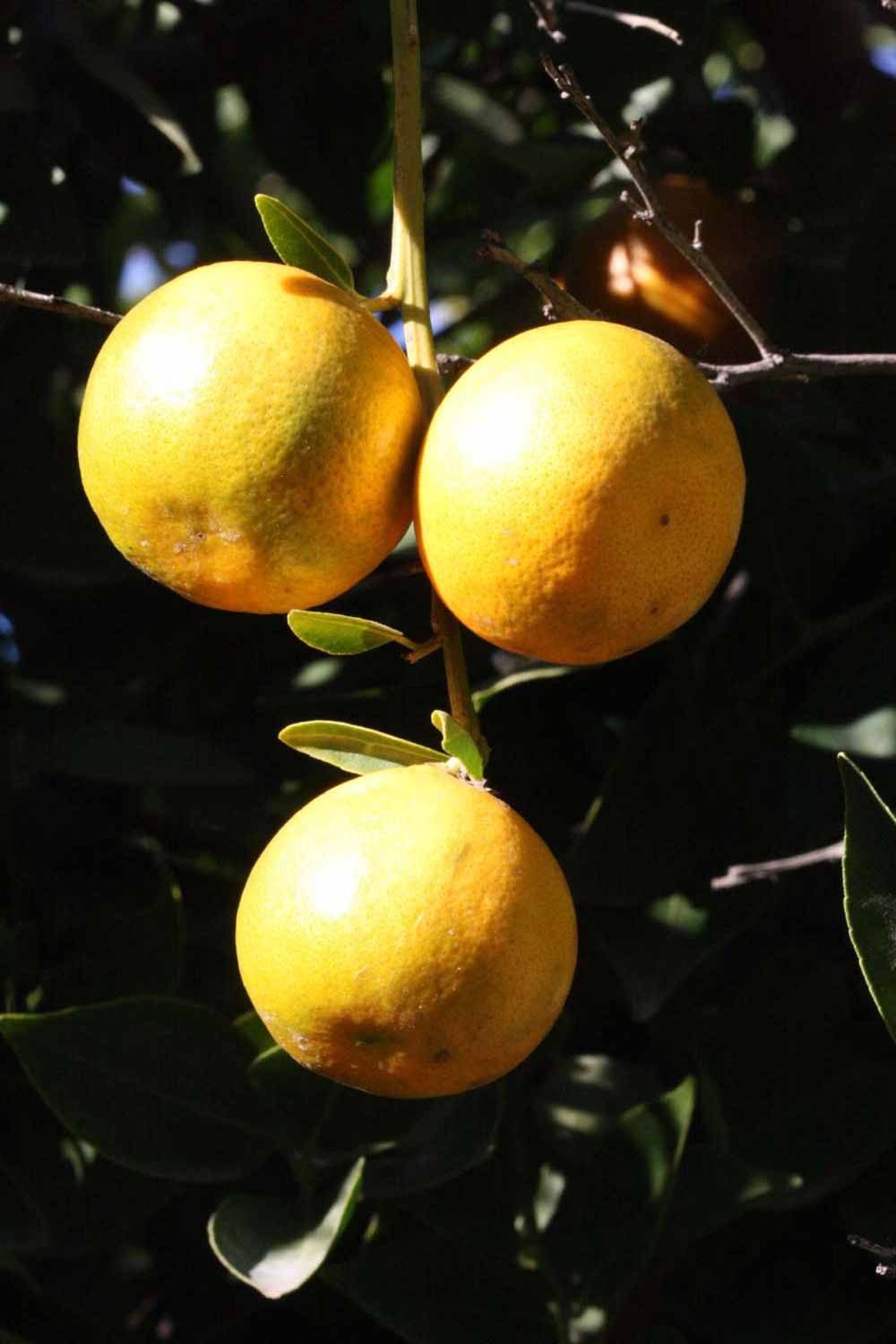            Fruit (Riverside, CA)   